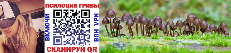 наркота  Пыталово  mega зеркало  Псилоцибиновые грибы Psilocybe 